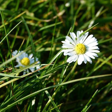 Ferienwohnung "In De Uehl" Hürtgenwald Zewnętrze zdjęcie